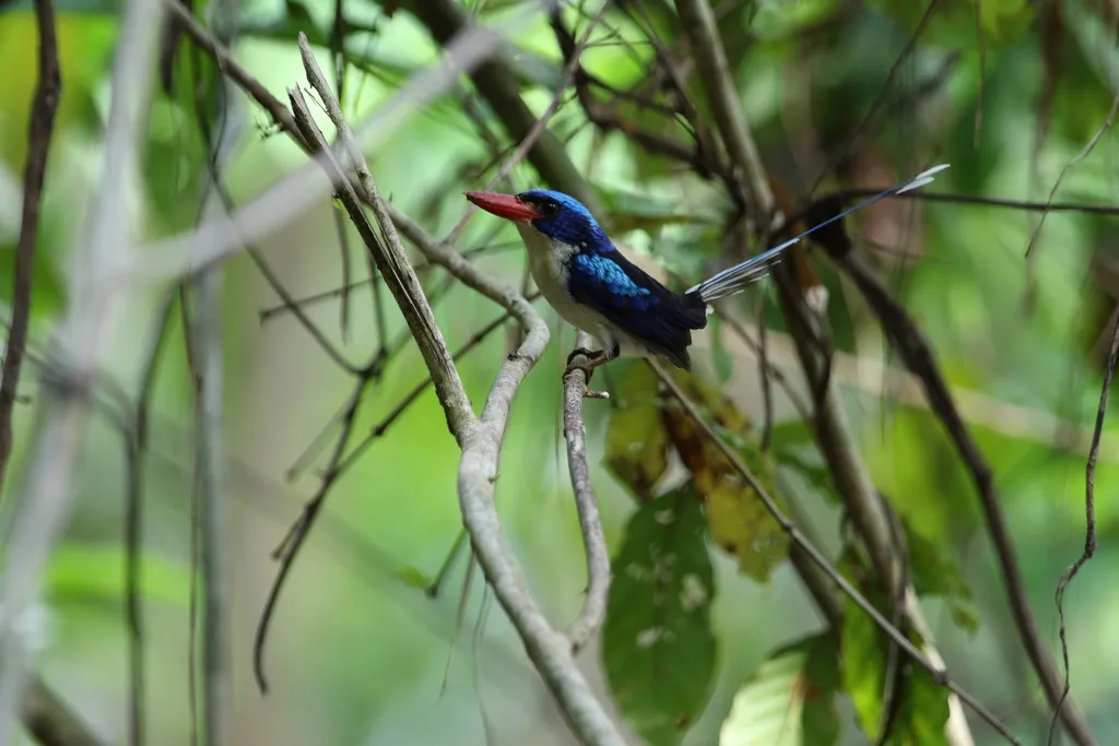普通仙翡翠(Tanysiptera galatea)