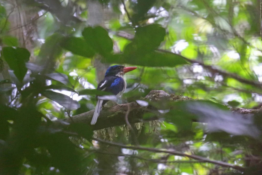 普通仙翡翠(Tanysiptera galatea)