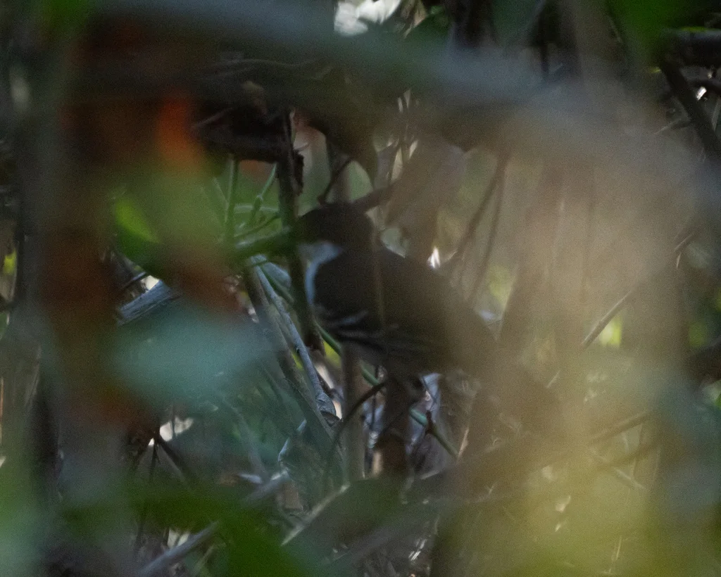 大蚁鵙(Taraba major)