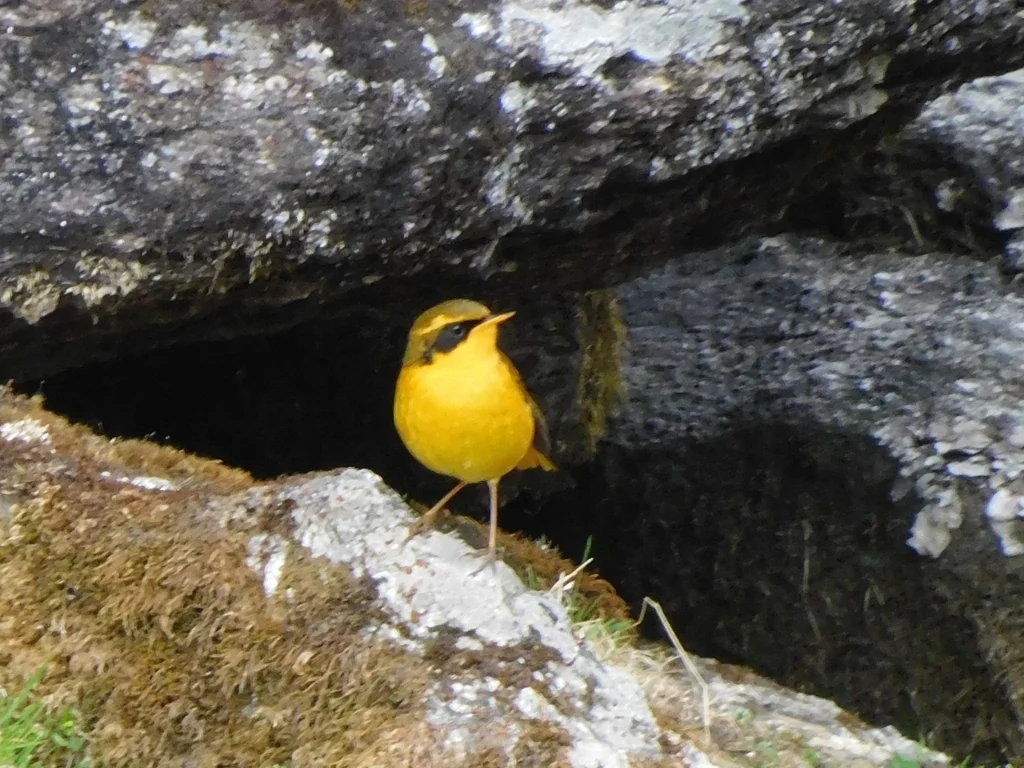 金色林鸲(Tarsiger chrysaeus)