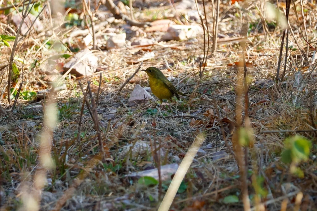 金色林鸲(Tarsiger chrysaeus)