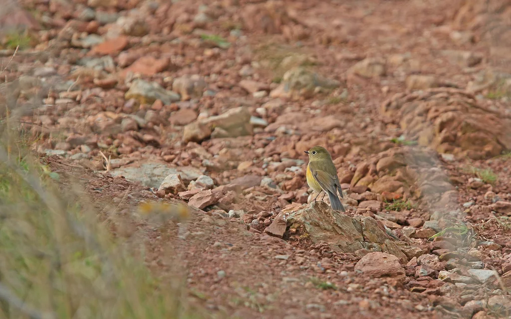 红胁蓝尾鸲(Tarsiger cyanurus)
