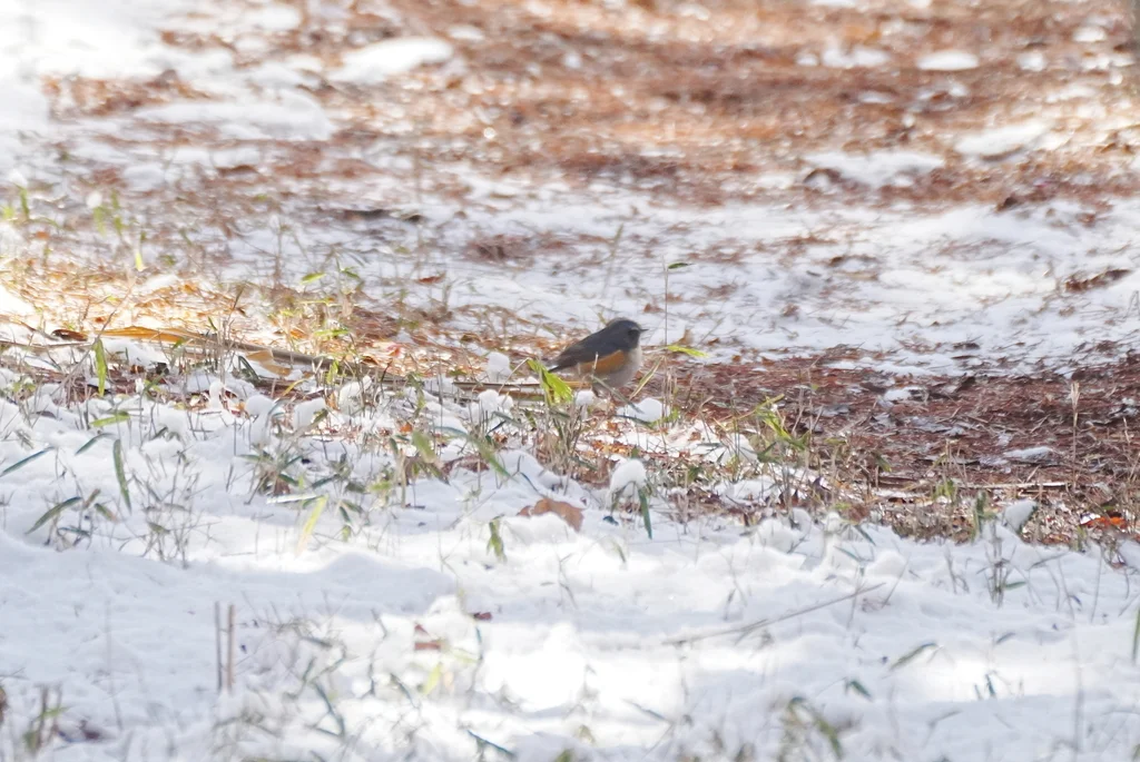 红胁蓝尾鸲(Tarsiger cyanurus)