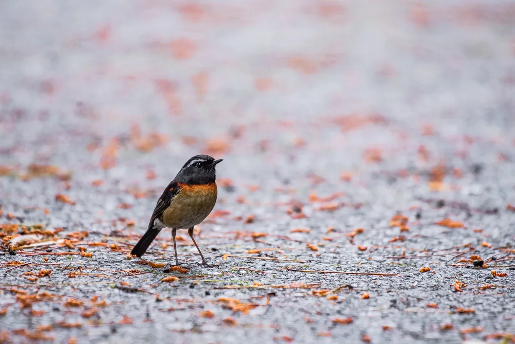 台湾林鸲(Tarsiger johnstoniae)
