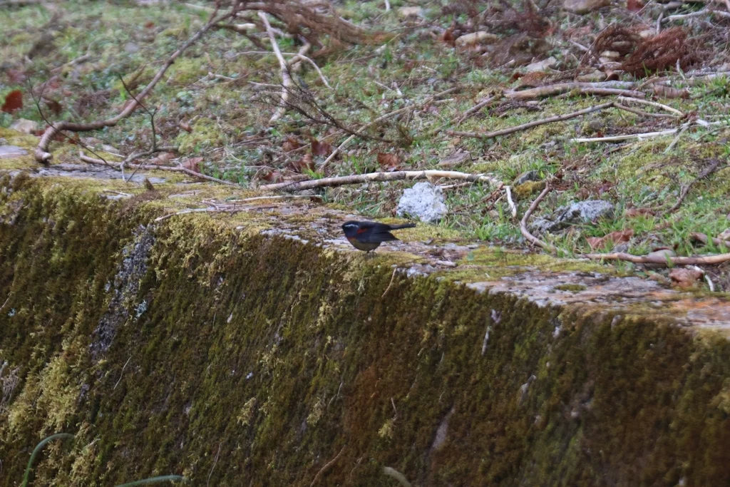 台湾林鸲(Tarsiger johnstoniae)