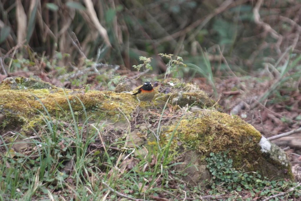 台湾林鸲(Tarsiger johnstoniae)