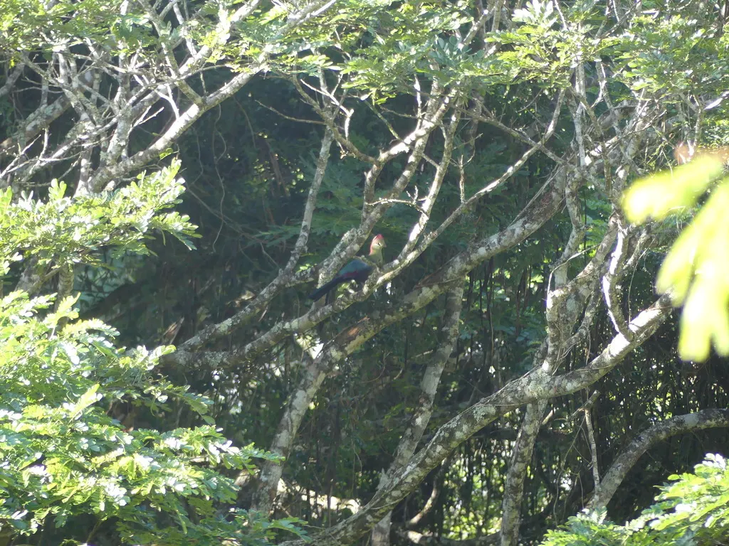 费氏蕉鹃（Tauraco fischeri）