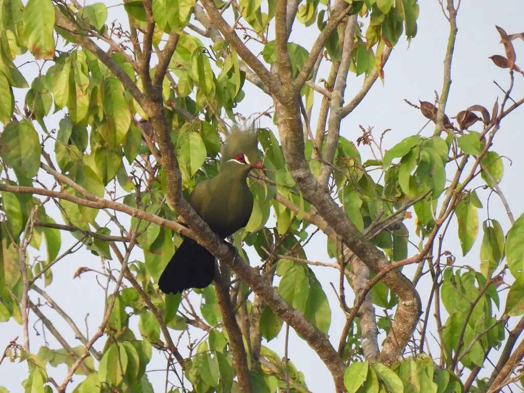 绿冠蕉鹃(Tauraco persa)