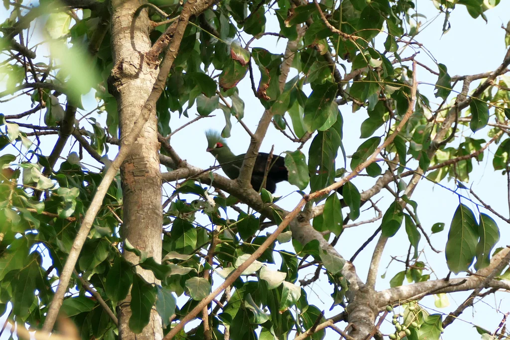 绿冠蕉鹃(Tauraco persa)