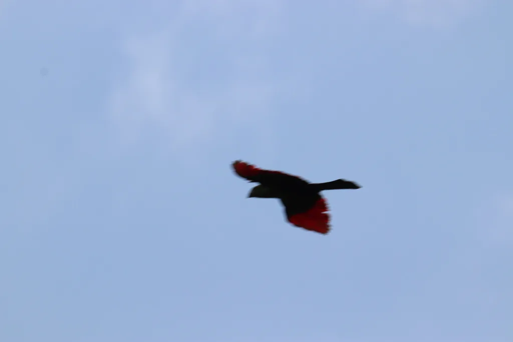 绿冠蕉鹃(Tauraco persa)