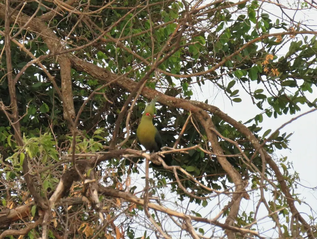 沙氏蕉鹃（Tauraco schalowi）