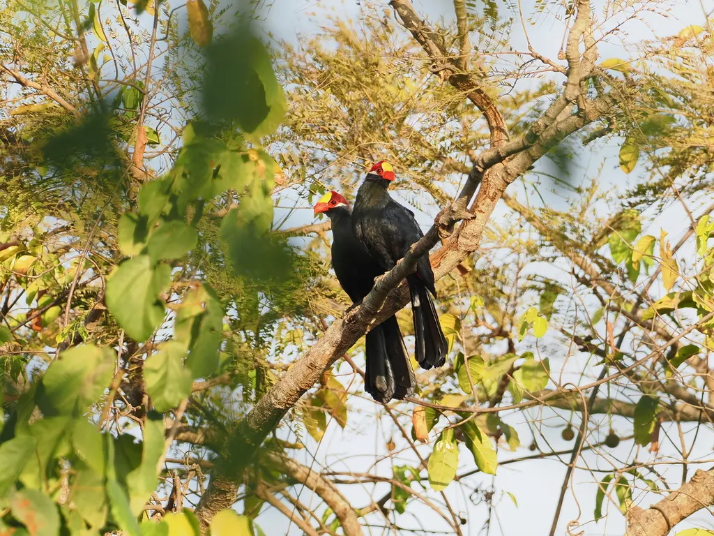紫蕉鹃(Tauraco violaceus)
