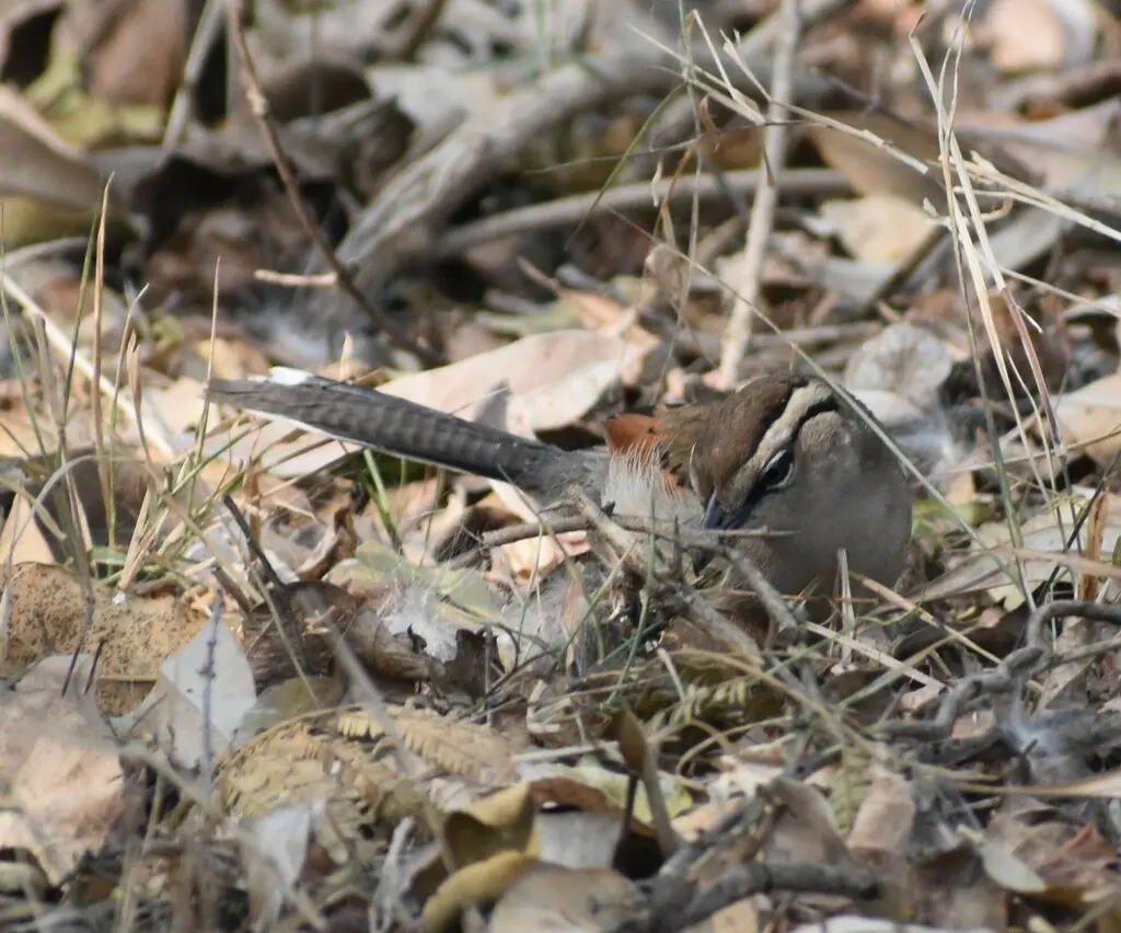 褐冠红翅鵙（Tchagra australis）