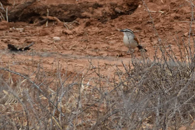 褐冠红翅鵙（Tchagra australis）