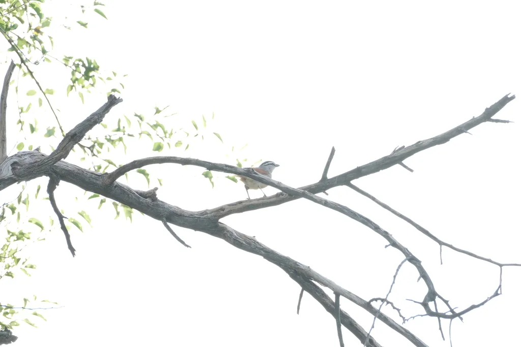 褐冠红翅鵙（Tchagra australis）
