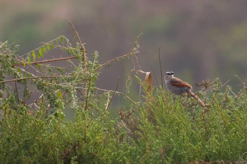 黑冠红翅鵙(Tchagra senegalus)