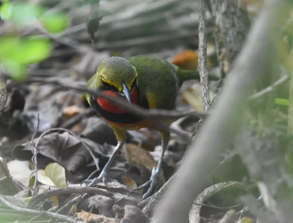 四色丛鵙(Telophorus viridis)
