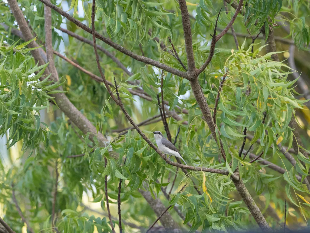 斯里兰卡林鵙(Tephrodornis affinis)