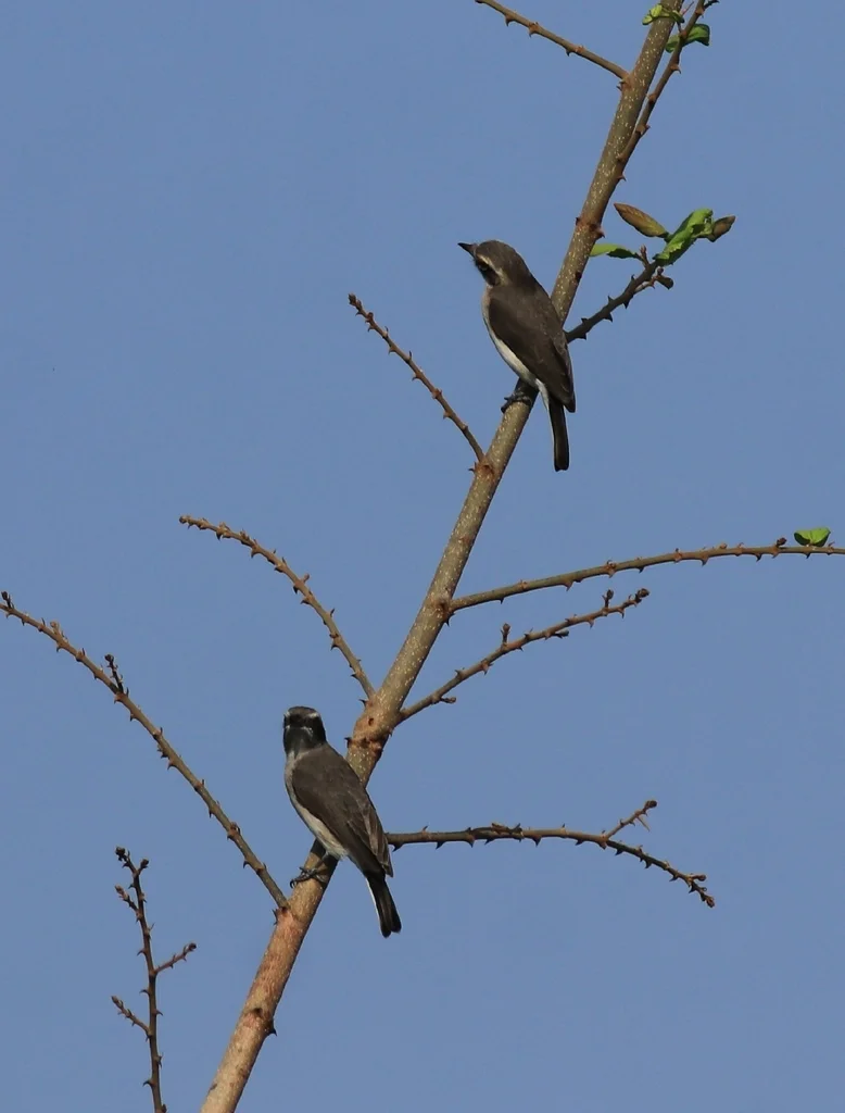 林鵙（Tephrodornis pondicerianus）