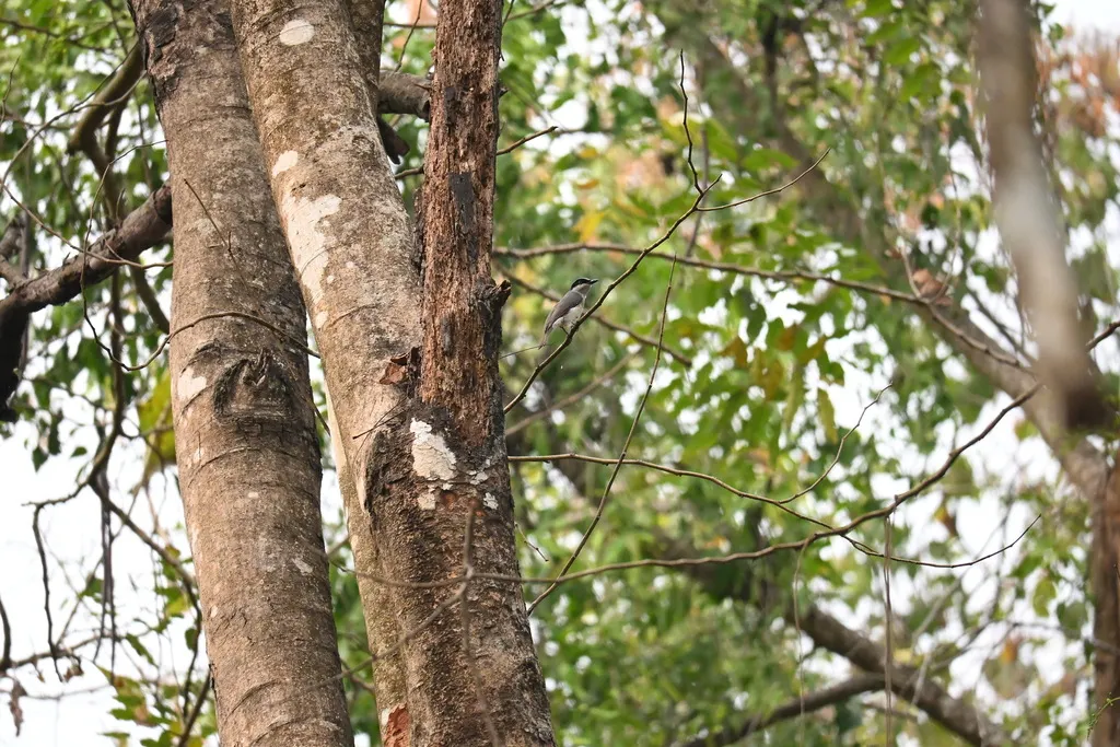 西钩嘴林鵙(Tephrodornis sylvicola)