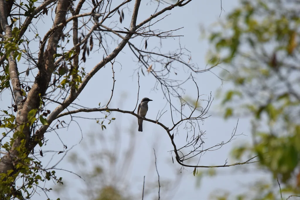 钩嘴林鵙(Tephrodornis virgatus)