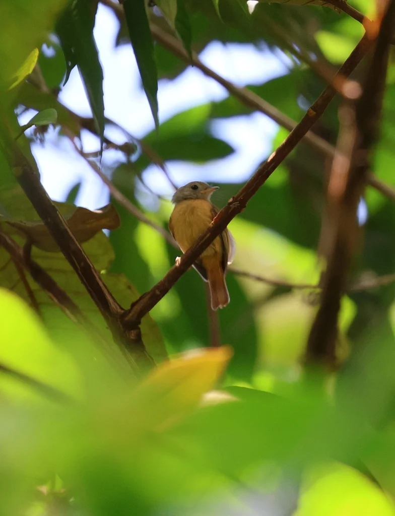 红尾霸鹟(Terenotriccus erythrurus)