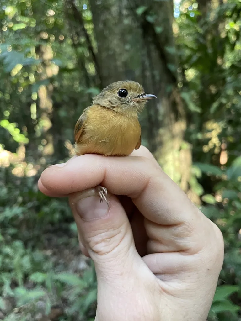 红尾霸鹟(Terenotriccus erythrurus)
