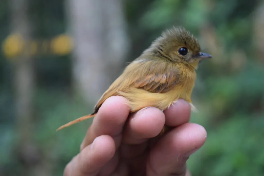 红尾霸鹟(Terenotriccus erythrurus)