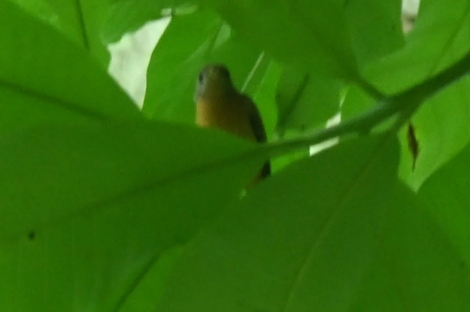 红尾霸鹟(Terenotriccus erythrurus)