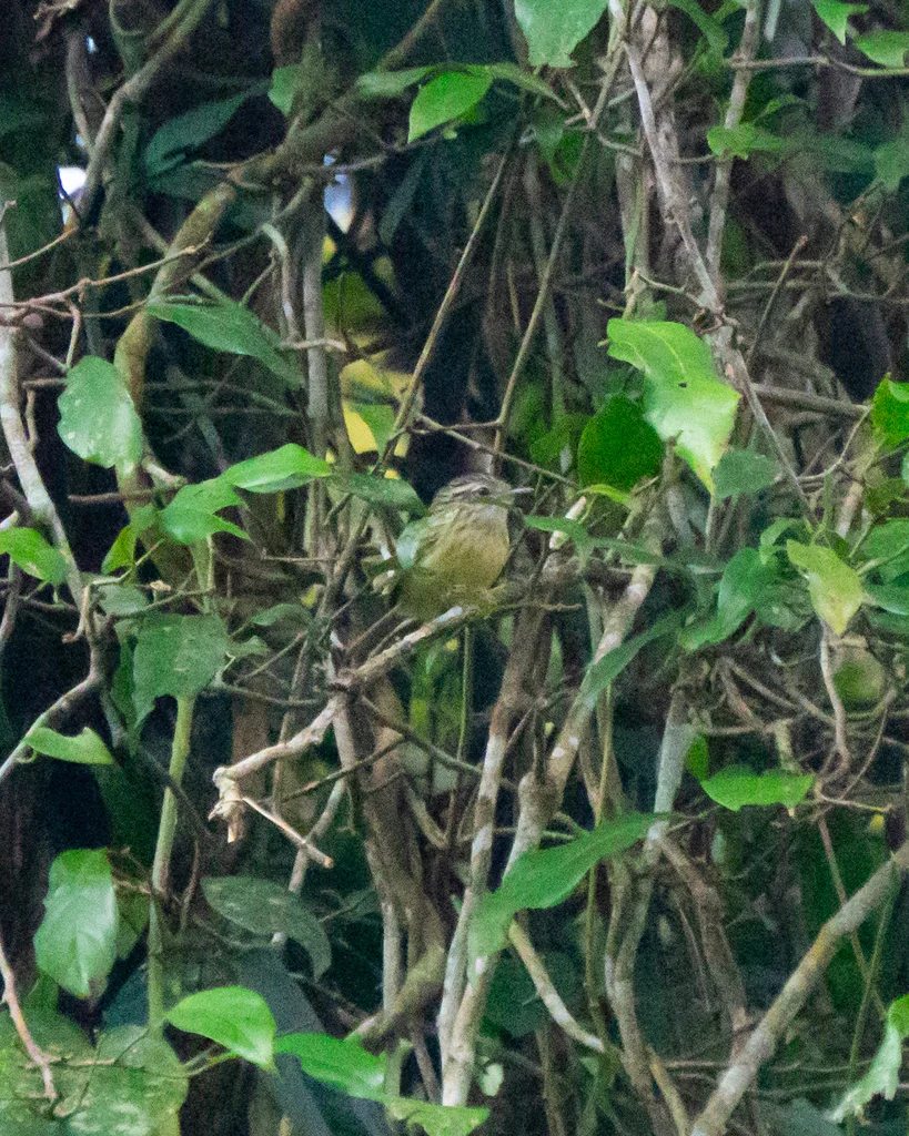 纹顶蚁鹩(Terenura maculata)
