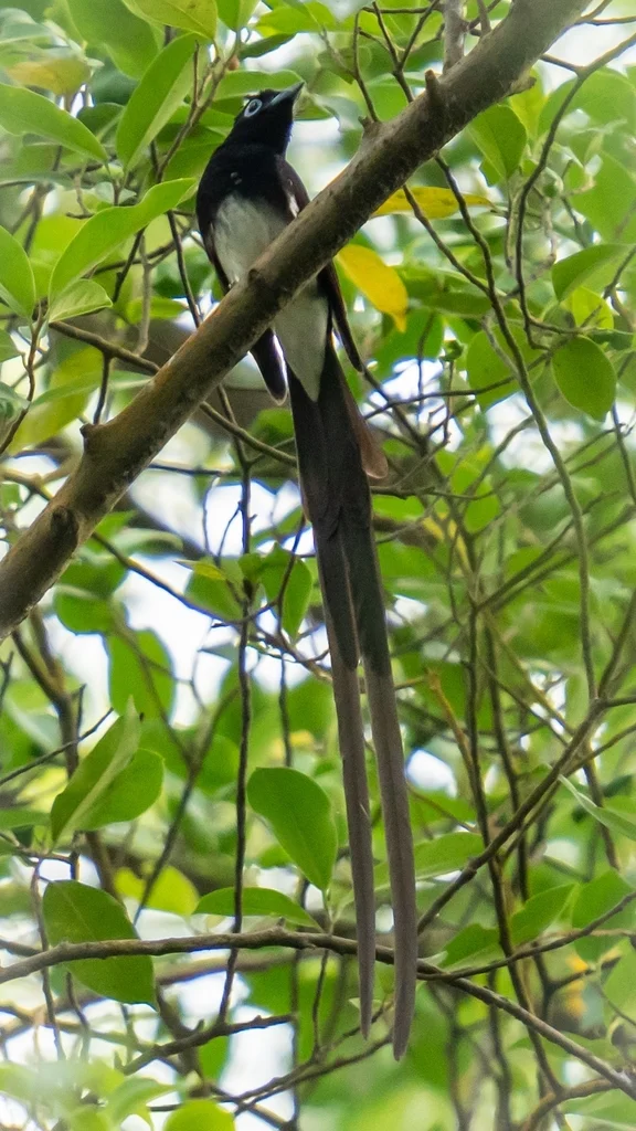 紫寿带(Terpsiphone atrocaudata)