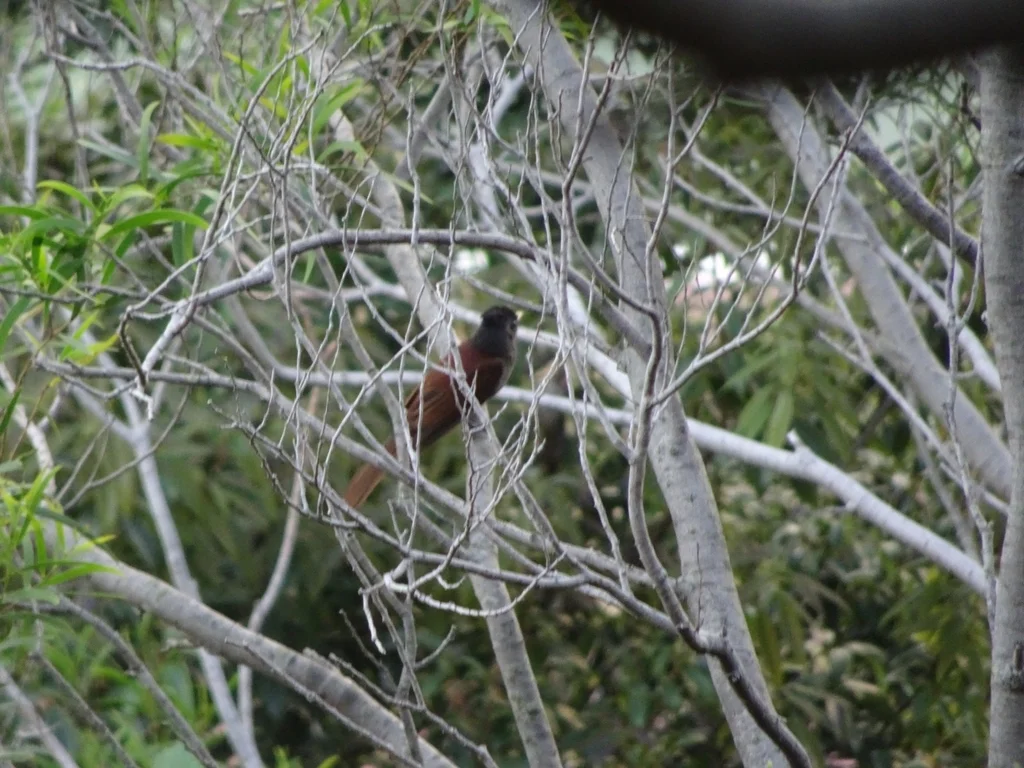 紫寿带(Terpsiphone atrocaudata)