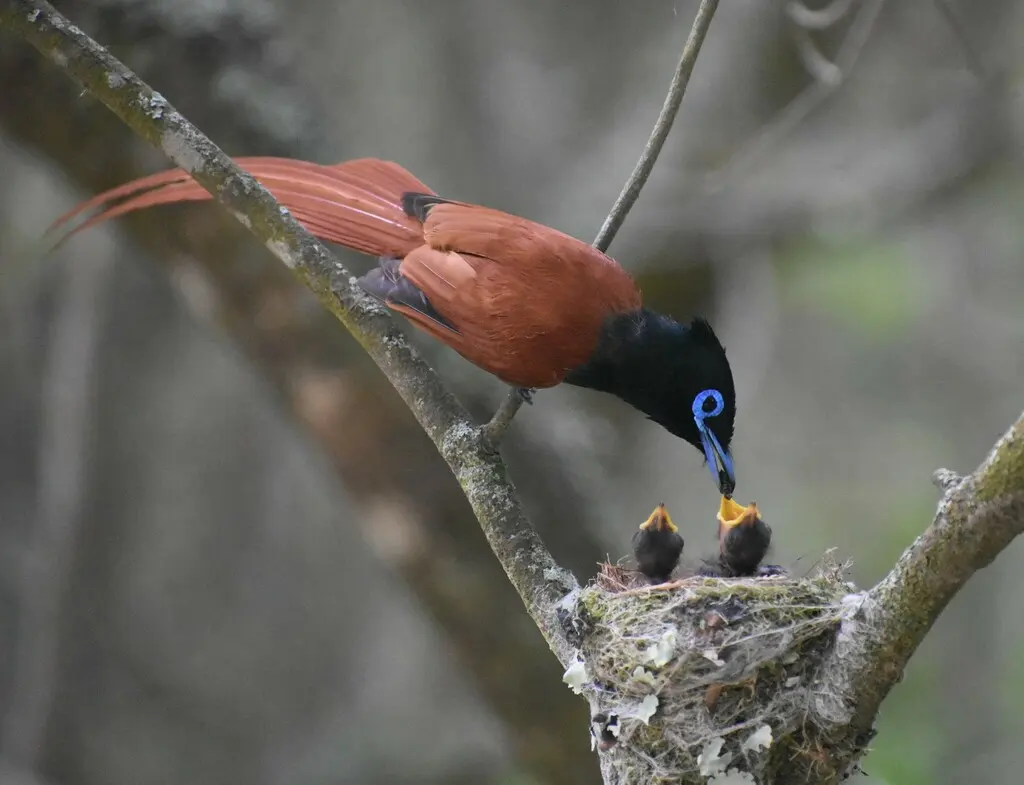 非洲寿带(Terpsiphone viridis)
