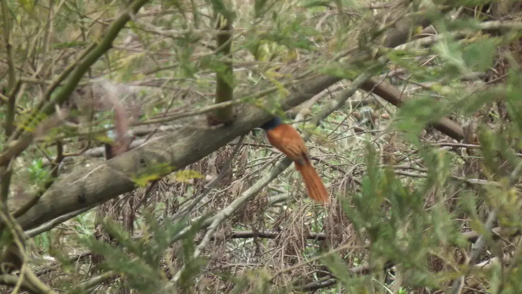 非洲寿带(Terpsiphone viridis)
