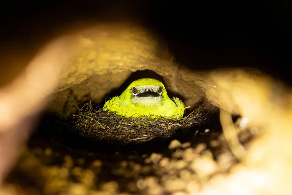 燕嘴唐纳雀(Tersina viridis)