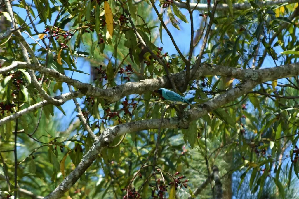 燕嘴唐纳雀(Tersina viridis)