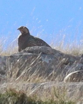 里海雪鸡(Tetraogallus caspius)