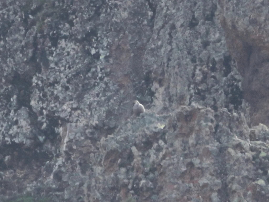 里海雪鸡(Tetraogallus caspius)