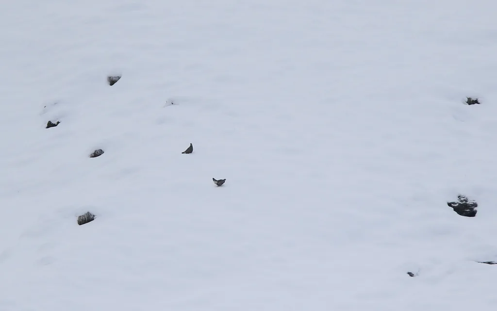 高加索雪鸡(Tetraogallus caucasicus)