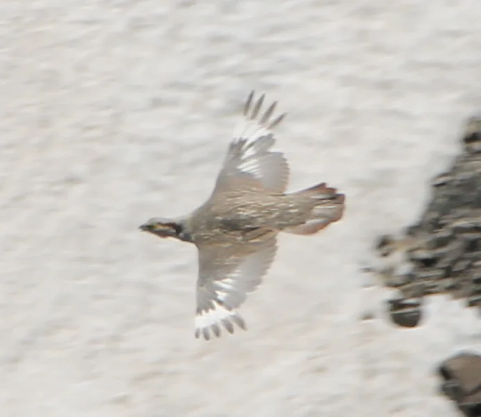暗腹雪鸡(Tetraogallus himalayensis)