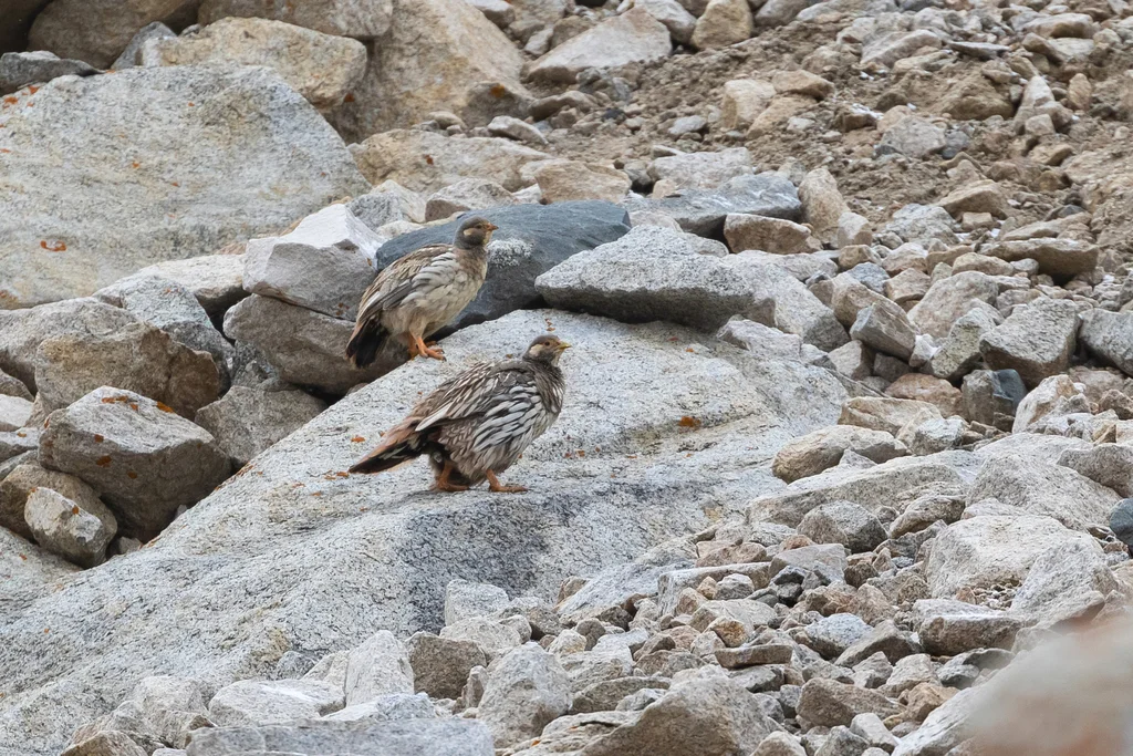 藏雪鸡(Tetraogallus tibetanus)