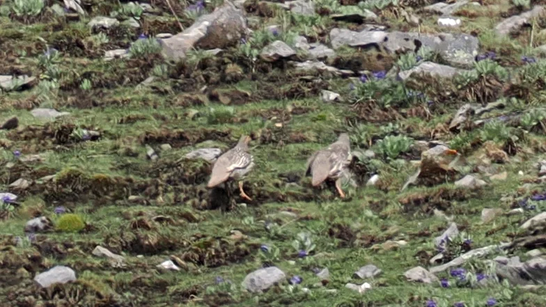 藏雪鸡(Tetraogallus tibetanus)