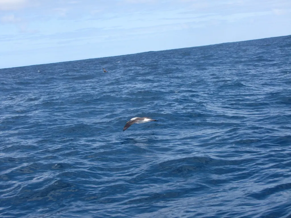 黄鼻信天翁(Thalassarche chlororhynchos)