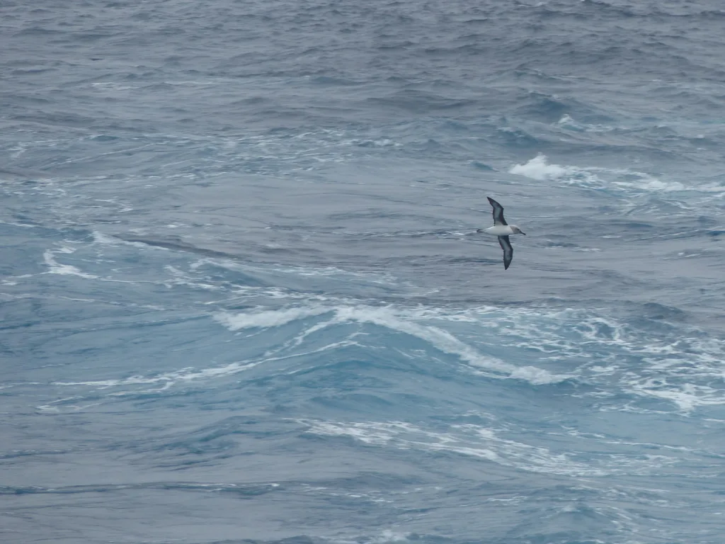 灰头信天翁(Thalassarche chrysostoma)
