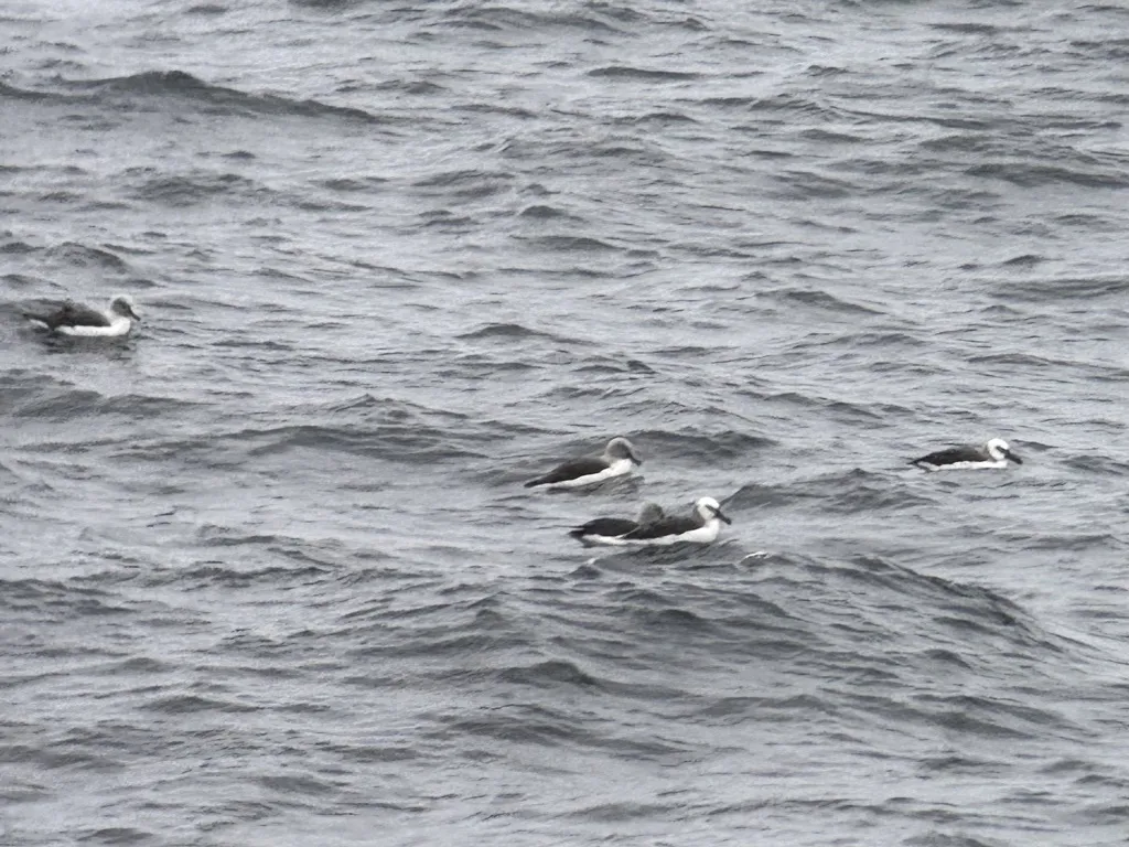 灰头信天翁(Thalassarche chrysostoma)