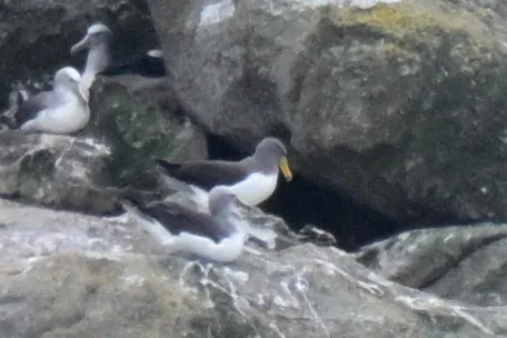 查岛信天翁(Thalassarche eremita)
