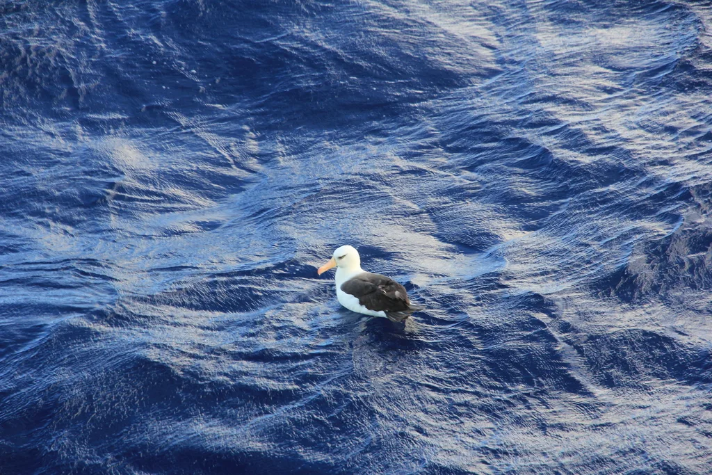 黑眉信天翁(Thalassarche melanophris)