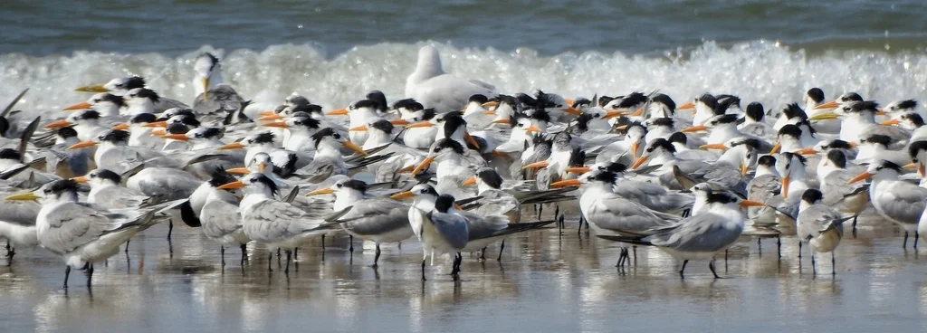 小凤头燕鸥(Thalasseus bengalensis)