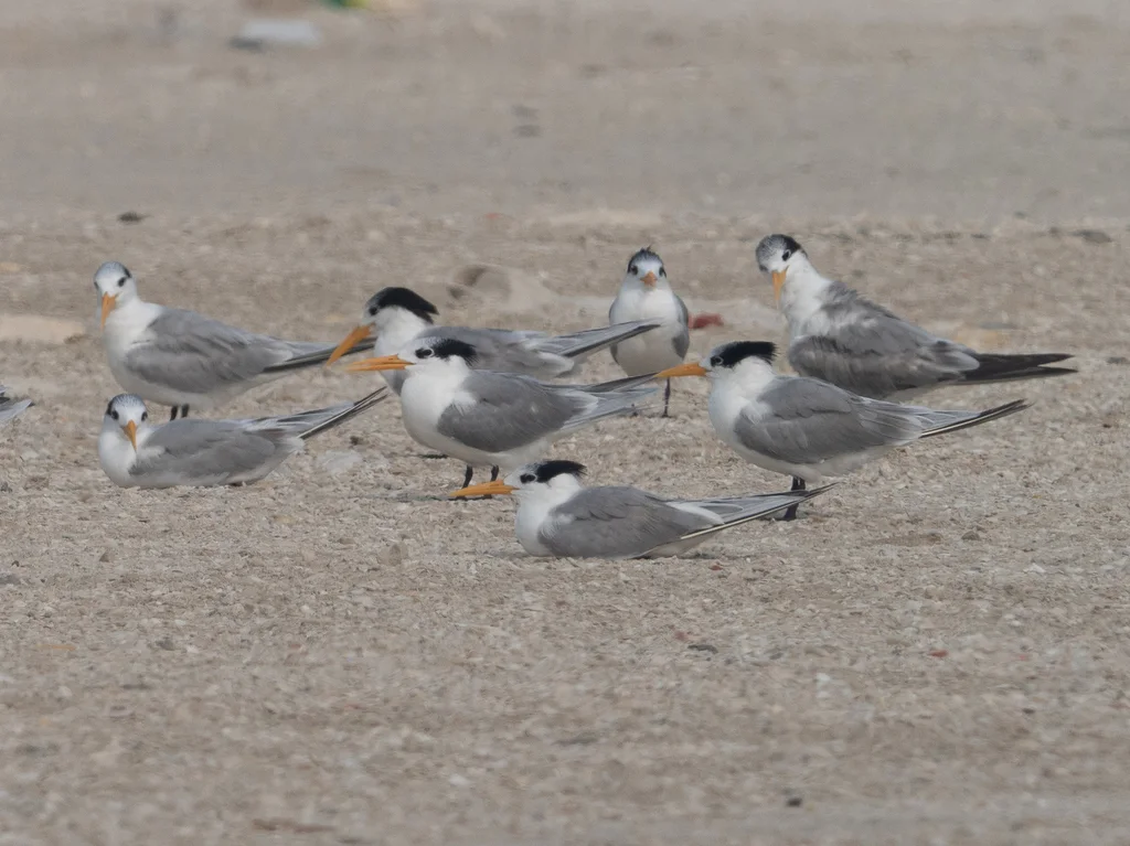 小凤头燕鸥(Thalasseus bengalensis)