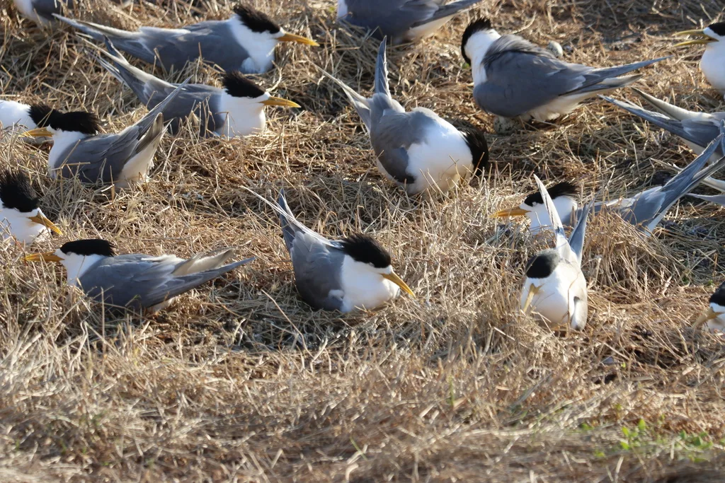 大凤头燕鸥（Thalasseus bergii）